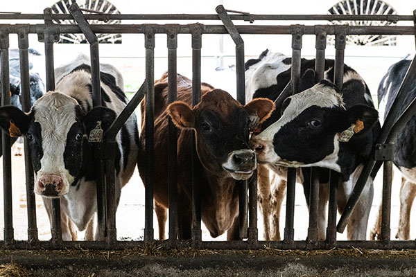 Processing Provolone cows for milk